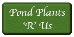 Pond Plants 'R' Us